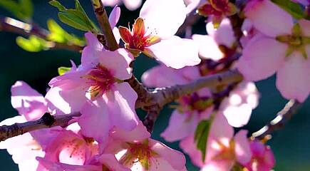 Impressionen Mandelblüte auf Mallorca